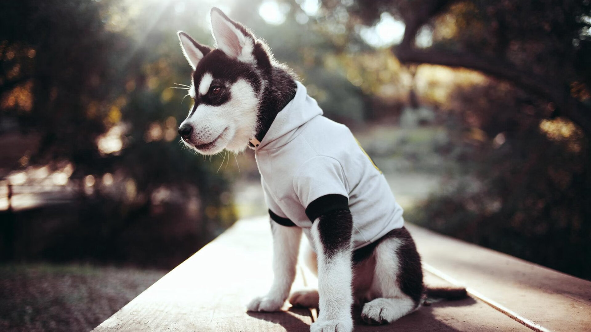 _森林狼迎来反弹,球队士气大增_,森林狼近况