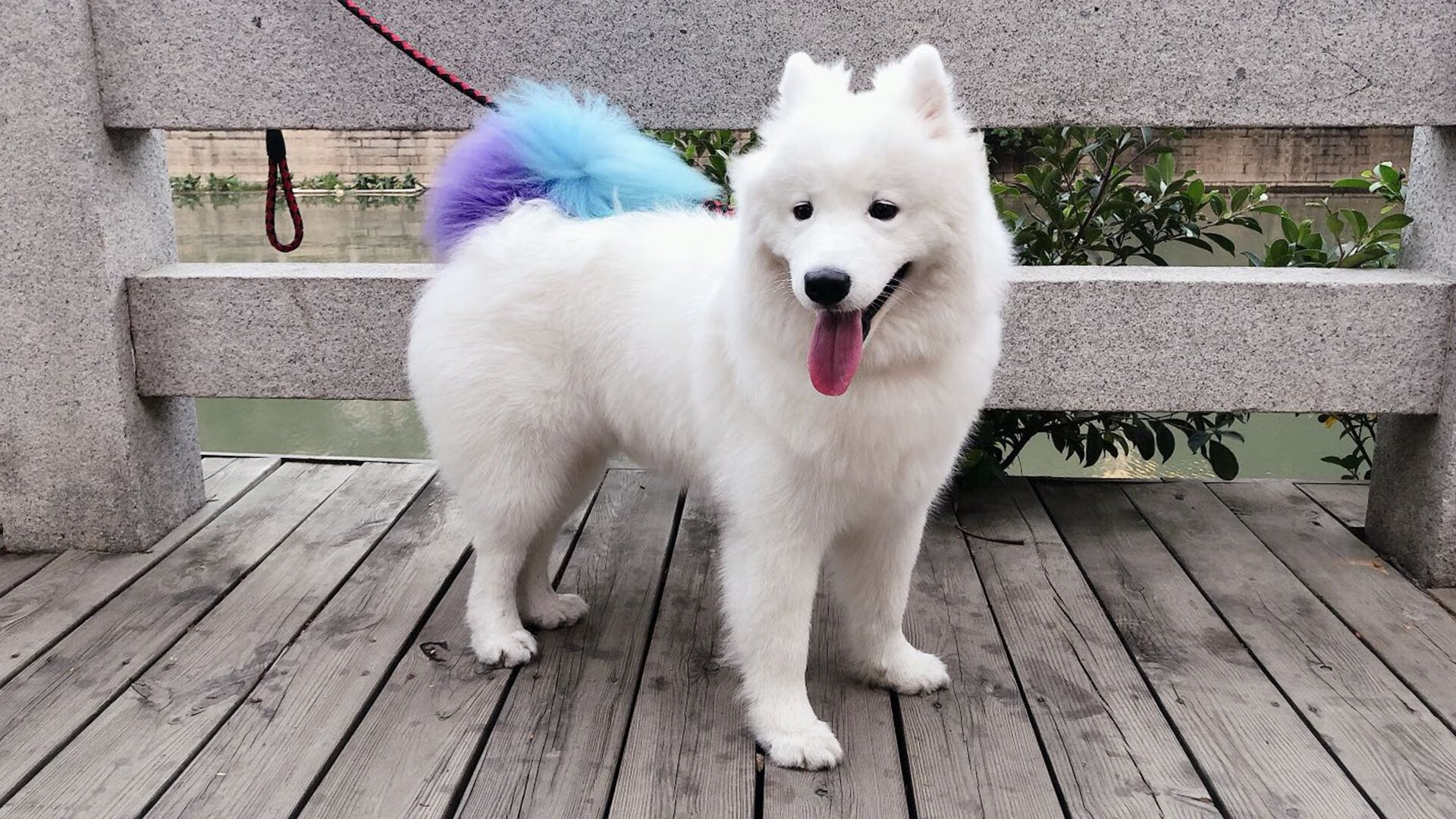 _湖人在关键时刻展现冠军精神_,湖人冠军效应