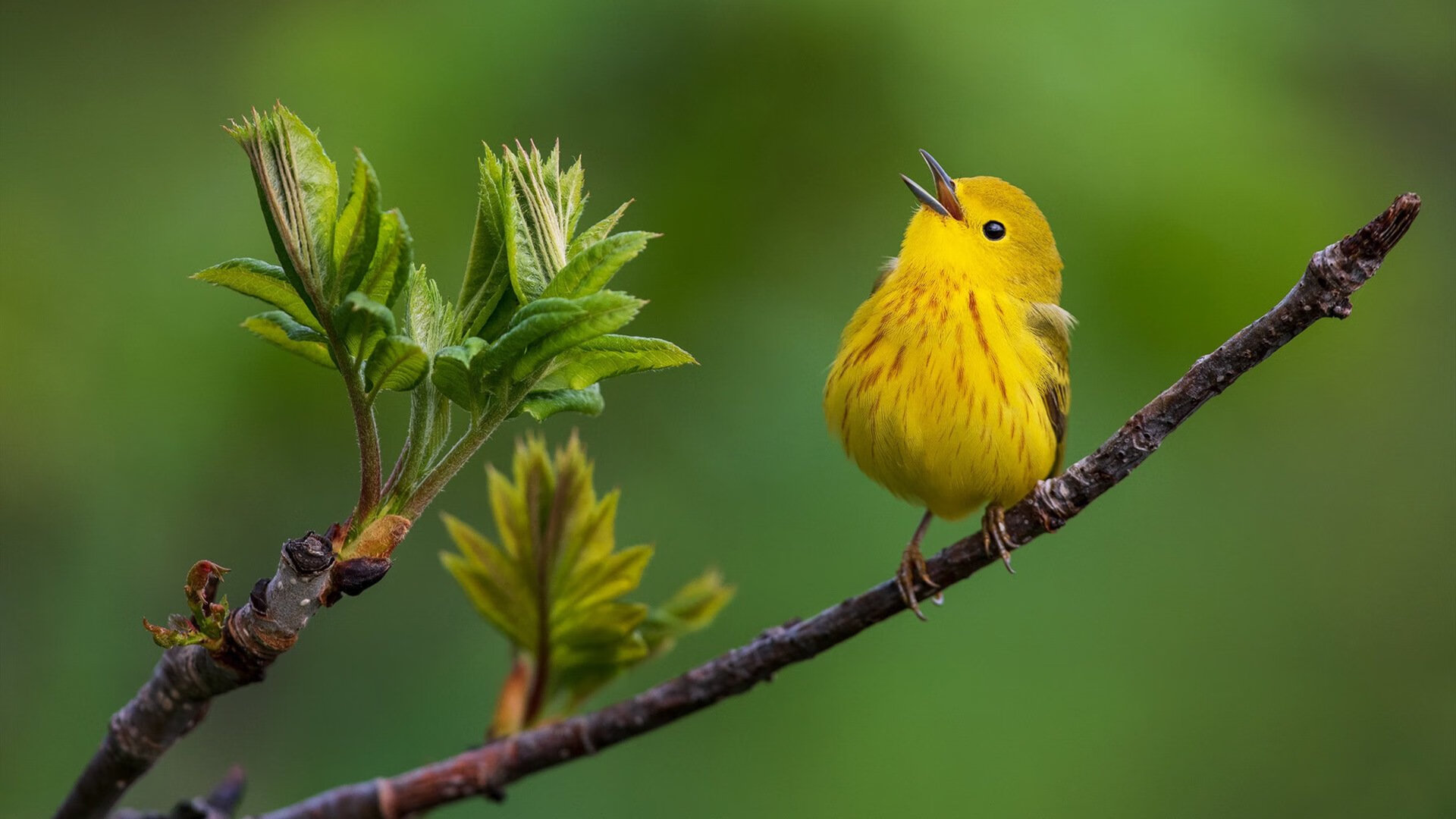 “球迷狂欢:最燃现场应援瞬间合集”,球迷音乐