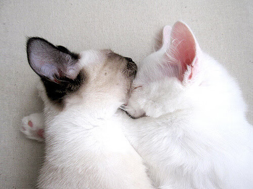 《王者荣耀》职业联赛与《和平精英》国际赛事的巅峰对决,和平精英职业联赛哪个战队最强