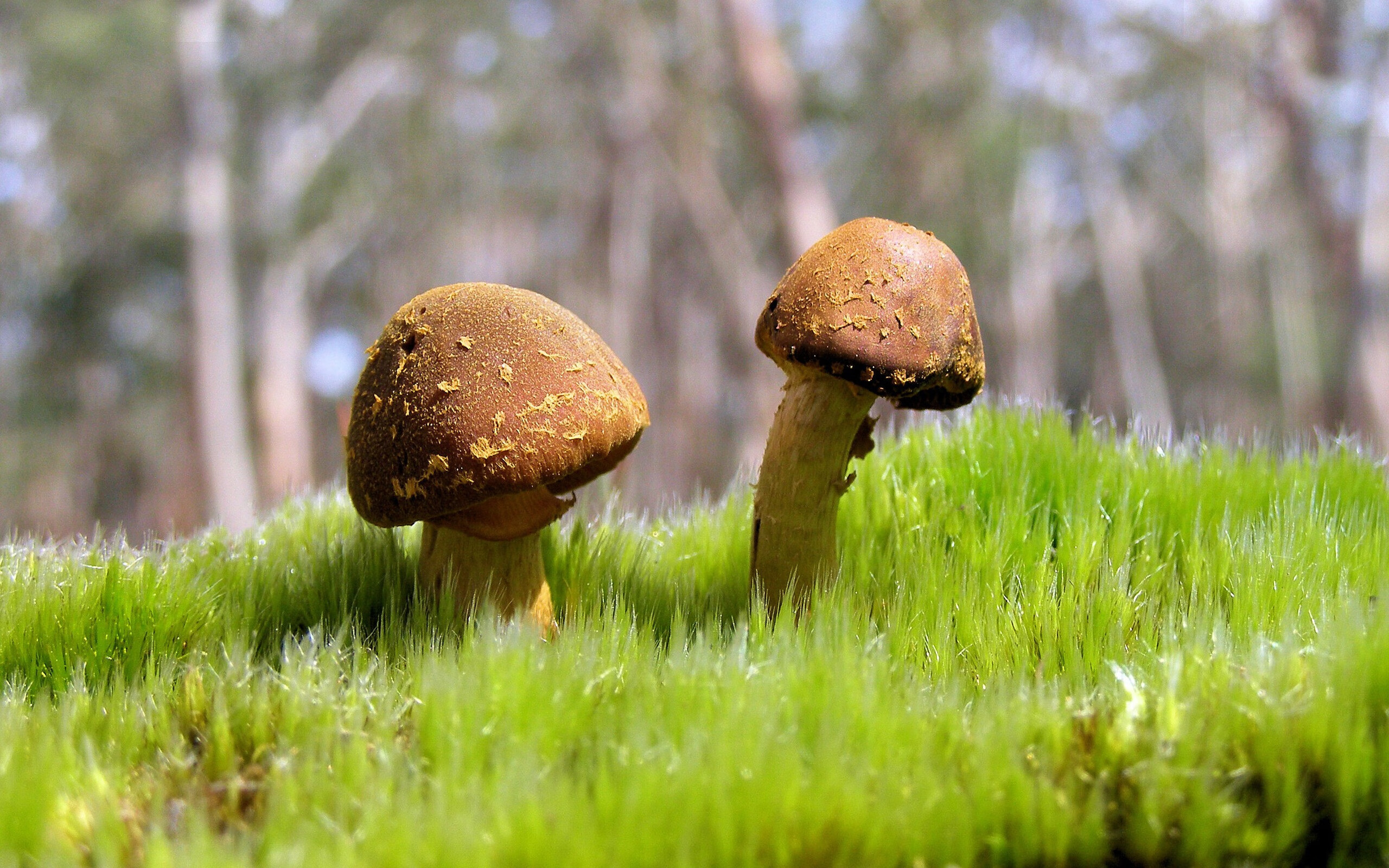 Jiu You-史上最“疯狂”的逆转战役，谁赢得了最终胜利？，逆转胜利是怎么达成