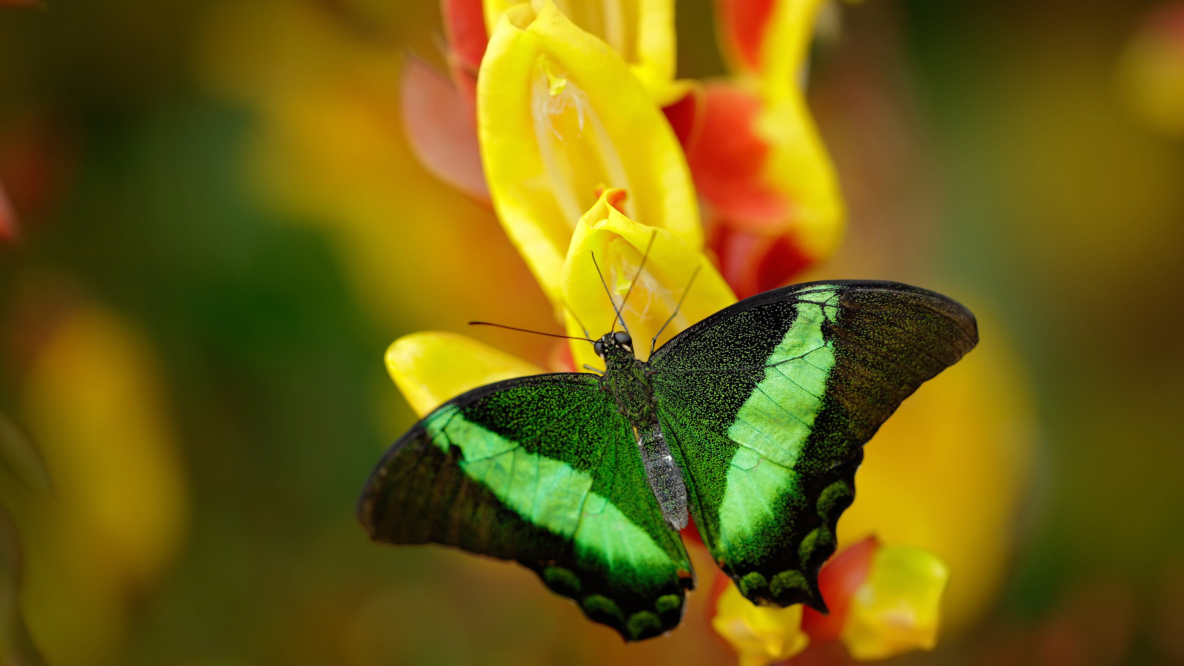 史上最“疯狂”的逆转战役，谁赢得了最终胜利？，逆转胜利是怎么达成