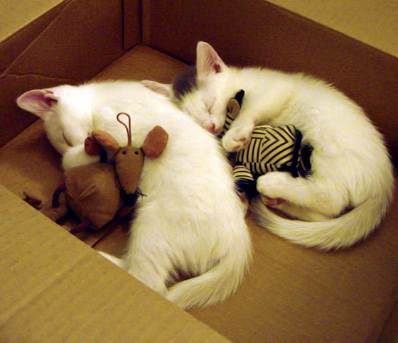 德甲创新战术引领潮流,比赛中精彩瞬间频繁发生,德甲的比赛