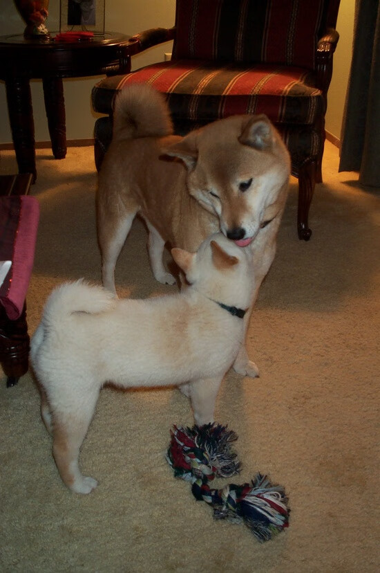 胜负手册:赛季排行榜、战绩分析与未来展望,胜负令每周上限