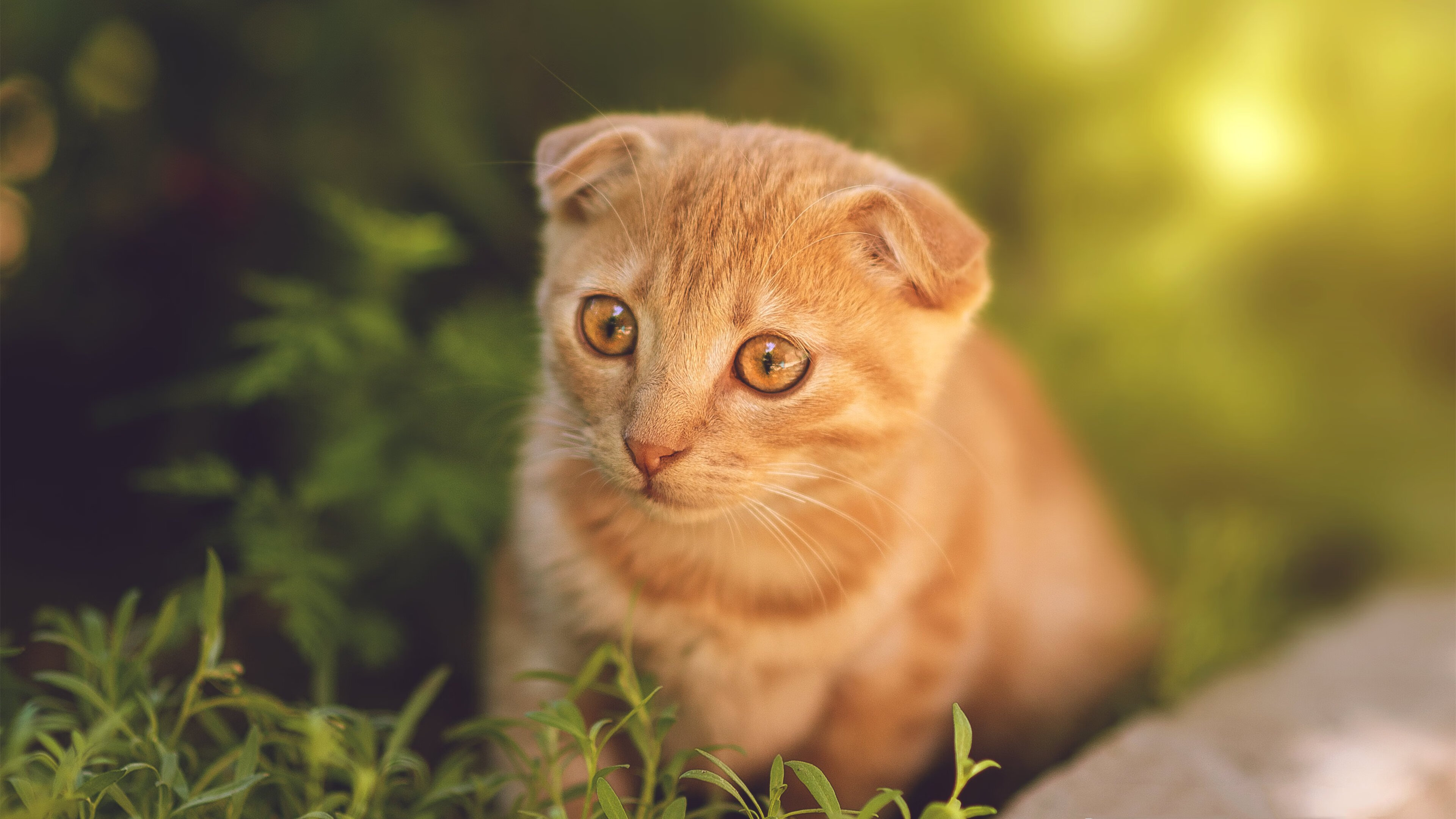 九游游戏中心-TL战队积极培养年轻选手，tl战队队员