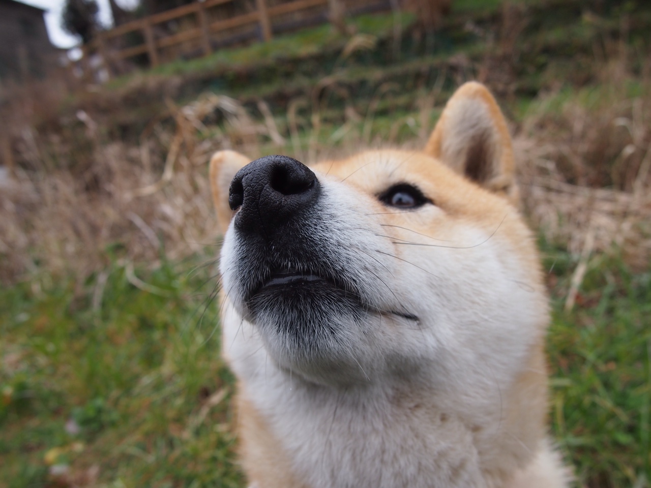 哈德斯菲尔德快攻成型，约克郡之光盼反弹，哈德斯菲尔德 vs 普雷斯顿
