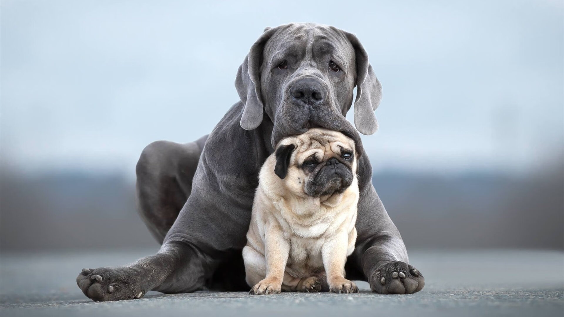 富勒姆球员集体造反，球队危机瞬间爆发，富勒姆知名球星