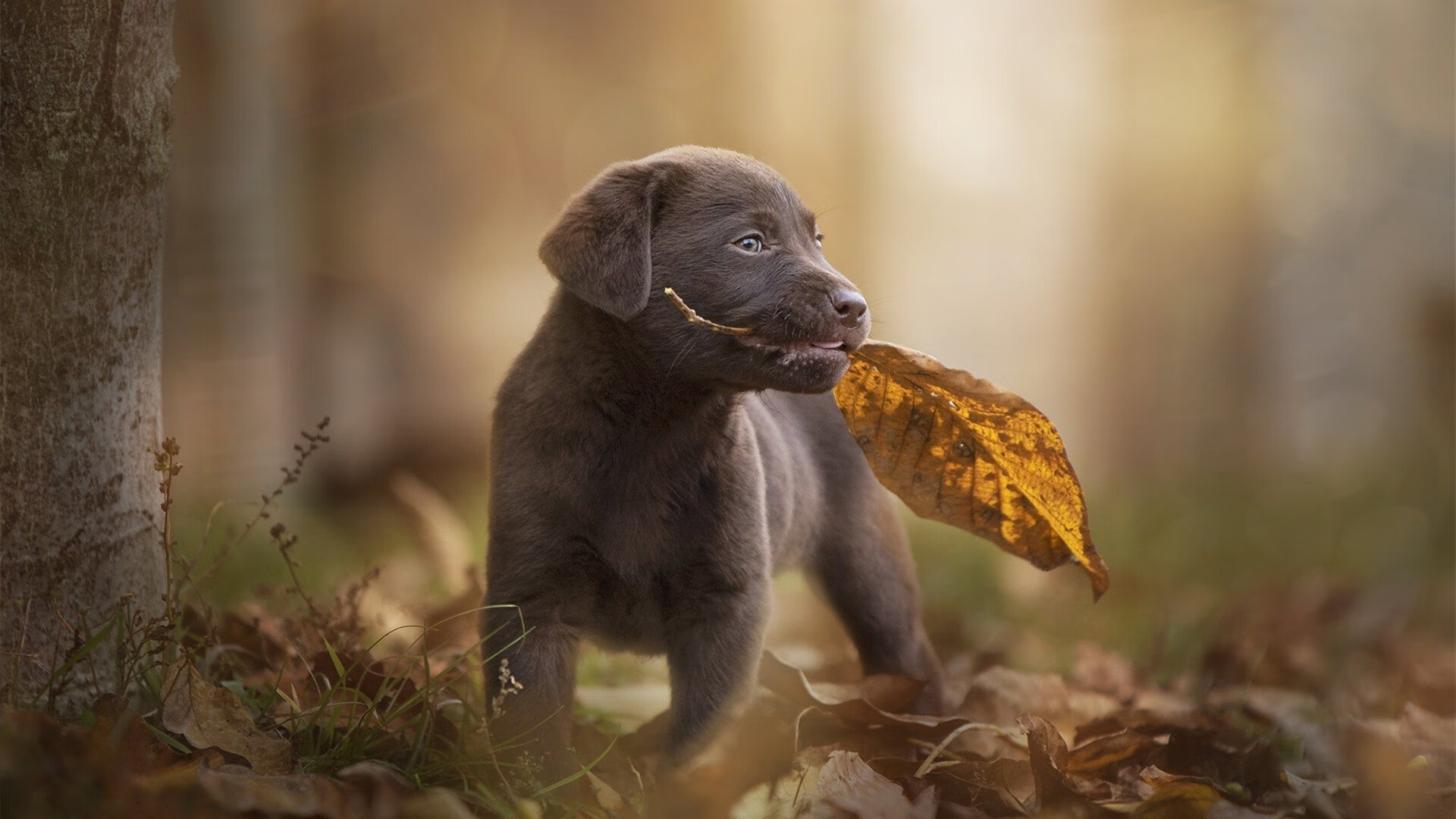山东鲁能目前状态正佳,期待下一场较量,山东鲁能官宣
