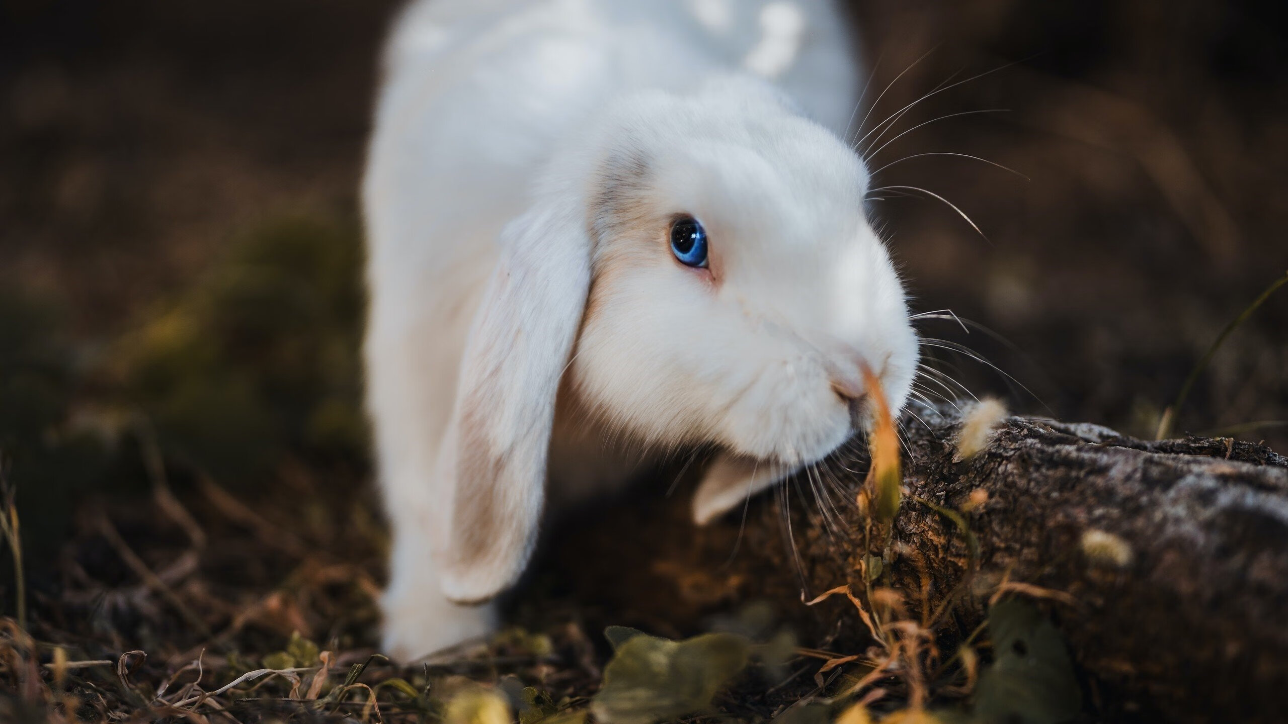 澳大利亚铁卫斩获关键进球,助球队晋级,澳大利亚铁人三项比赛