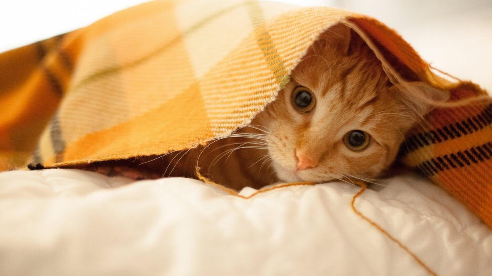 热刺备战艰难,主场连败噩耗颁发,热刺的比赛结果