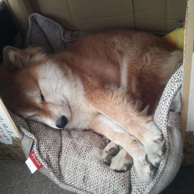 NBA球员营养补给与恢复策略探讨,nba球员的饮食与训练