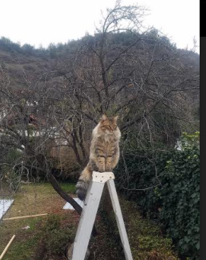 体育产业链协同发展机制优化路径，体育产业链协同发展机制优化路径有哪些