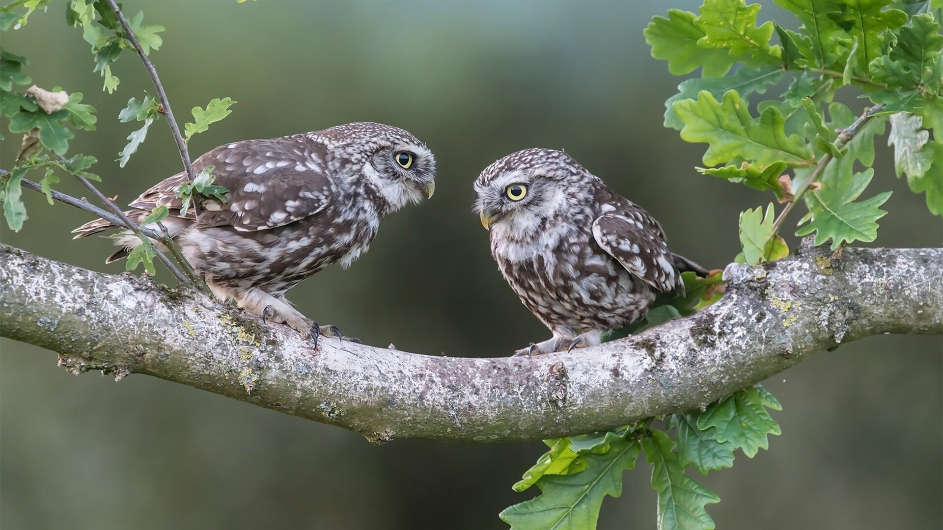 欧冠淘汰赛：谁能闯入半决赛？比赛前瞻推荐，欧冠淘汰赛半区