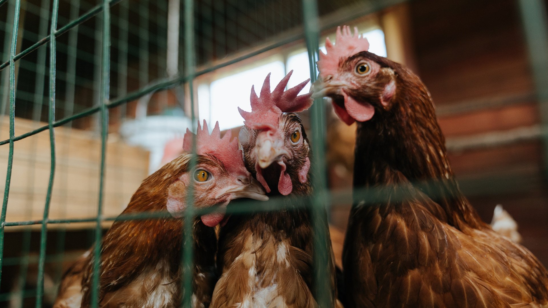 英超裁判语言模糊性对比赛节奏影响的实证分析，英超裁判有哪些