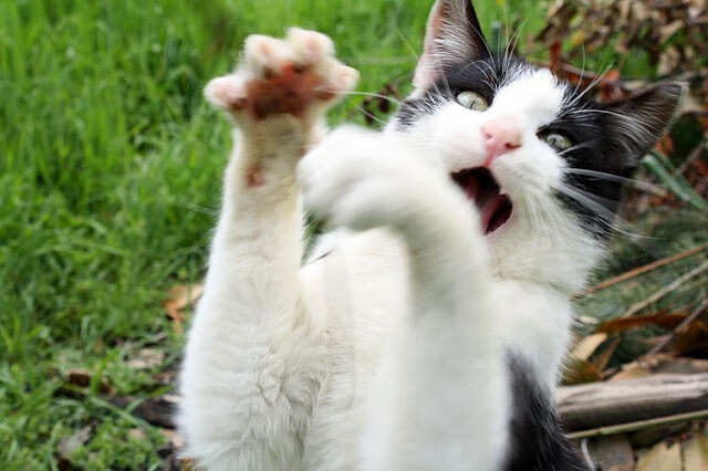 五大联赛中下游球队是否更愿押宝单场胜利博得积分，五大联赛营收排名