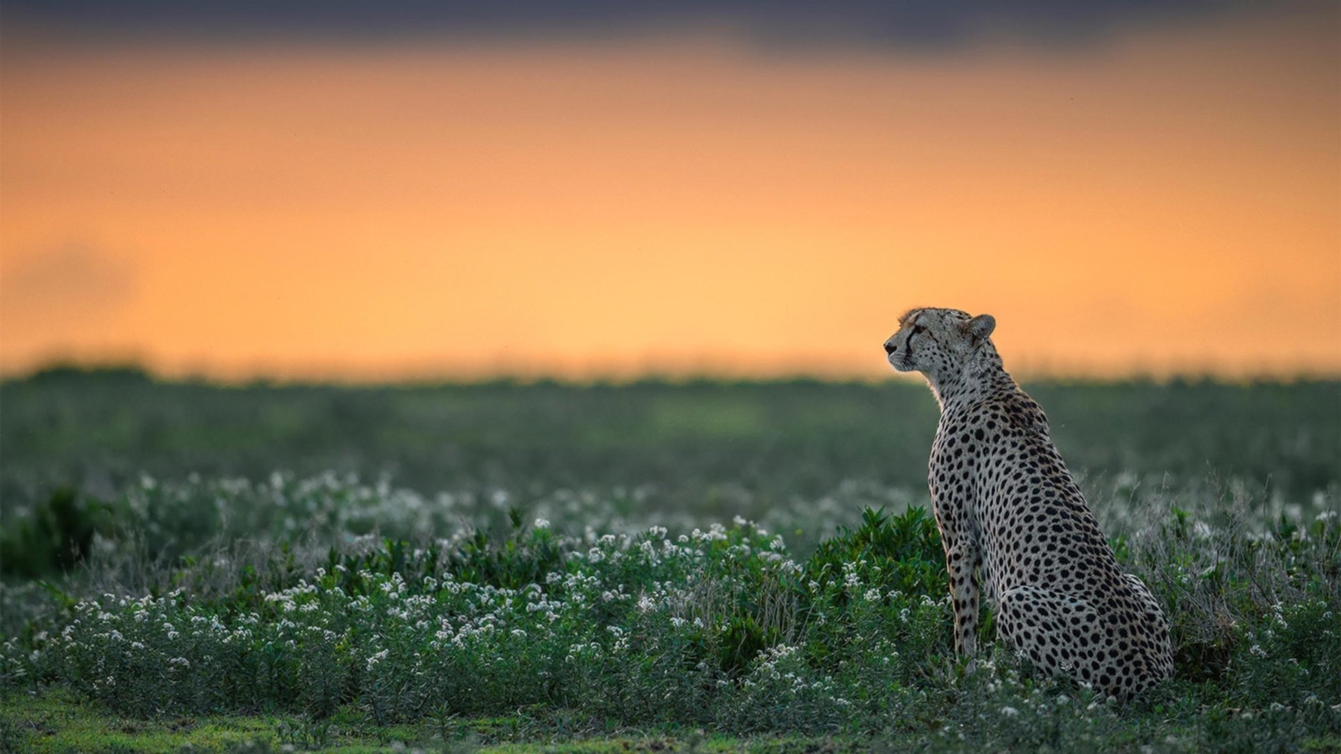九游娱乐(jiuyou)官网-亚洲杯国家队出战 球迷期待激情点燃，亚洲杯国家足球队