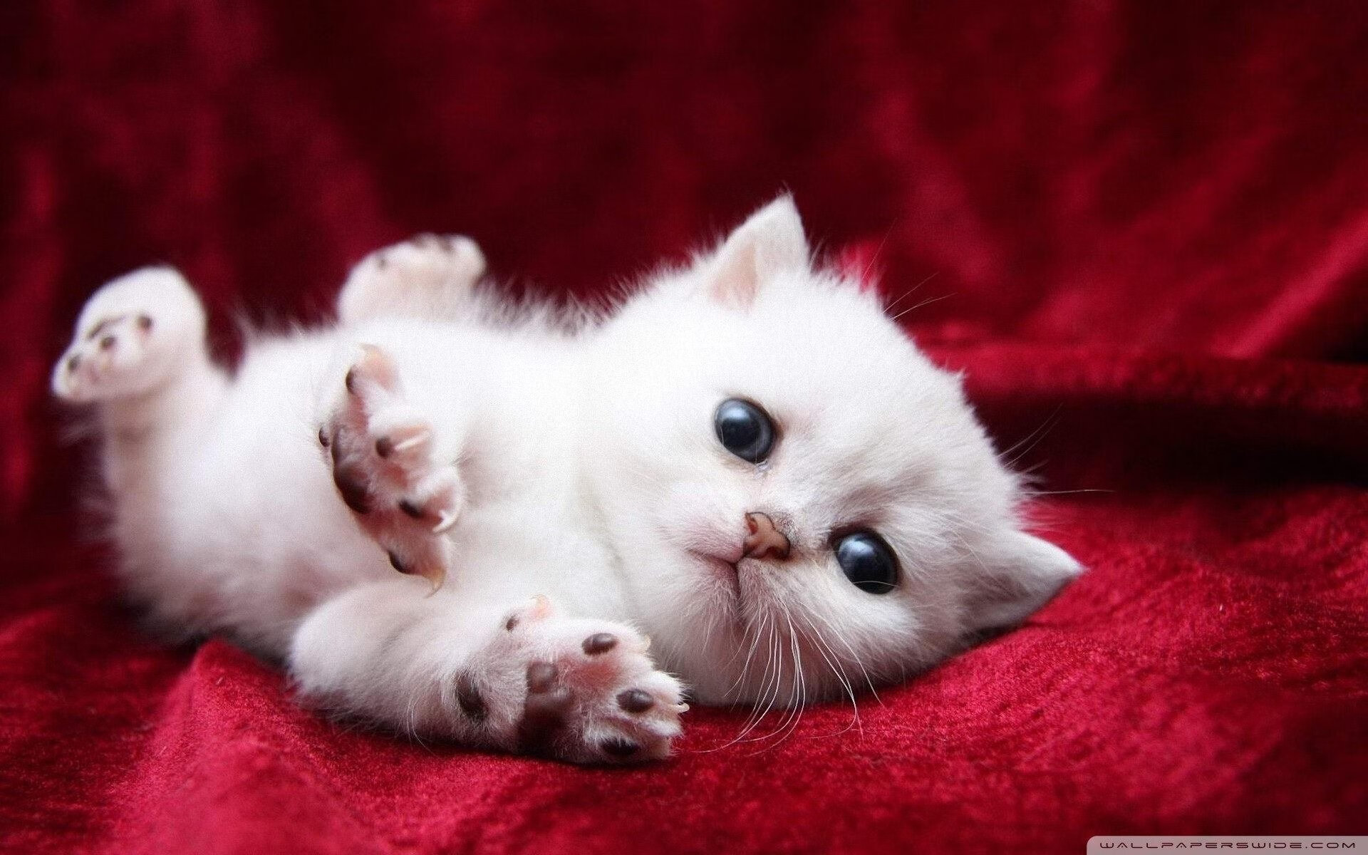 印度赛制剖析:培养国际级乒乓选手的关键要素,印度乒乓球员