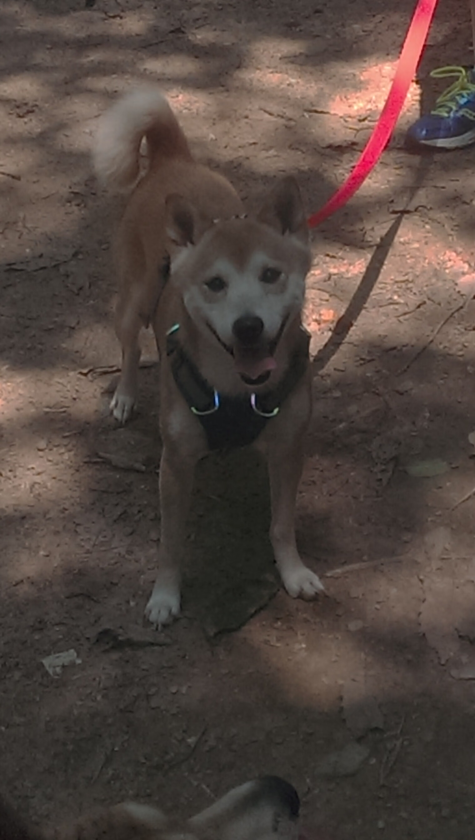 九游网页版官网-奥预赛U23国足战平 球迷呼吁更多换人尝试，国奥队u23亚洲杯