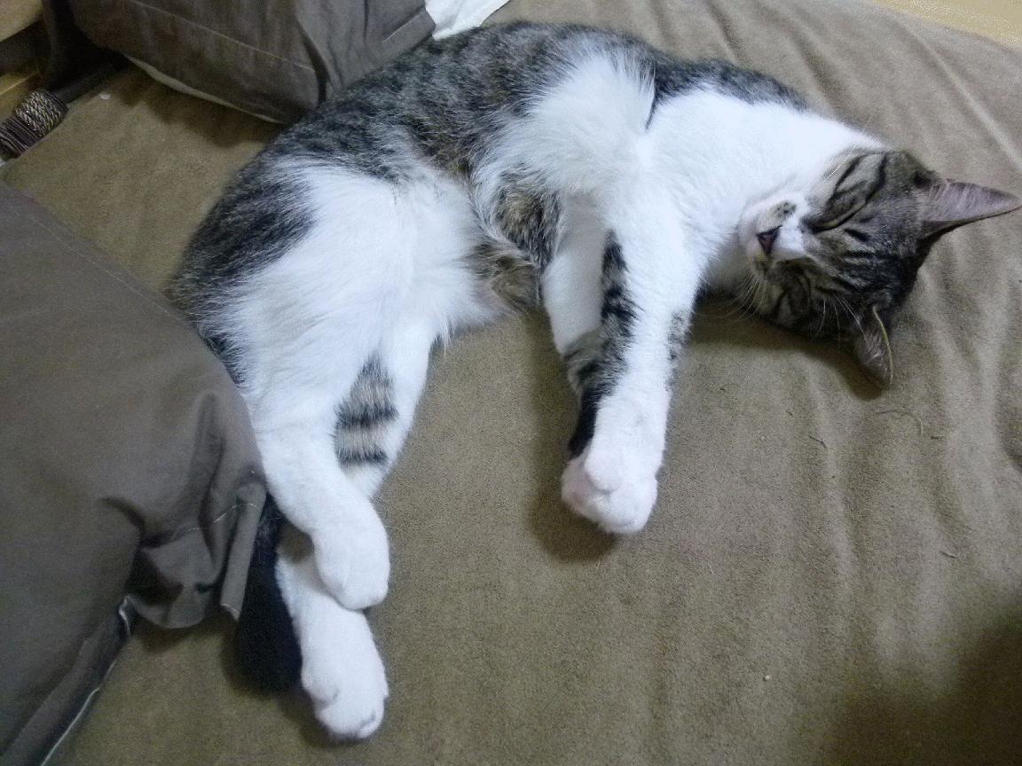 九游游戏中心官网-世界杯精彩一刻：永恒瞬间，动人心弦！，世界杯泪目瞬间