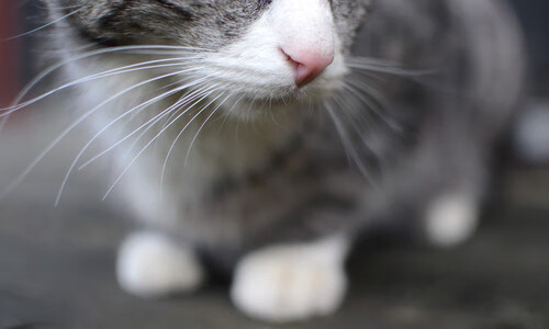 九游下载中心-年轻教练崭露头角，战术革新引领新风向，年轻的教官是怎样的