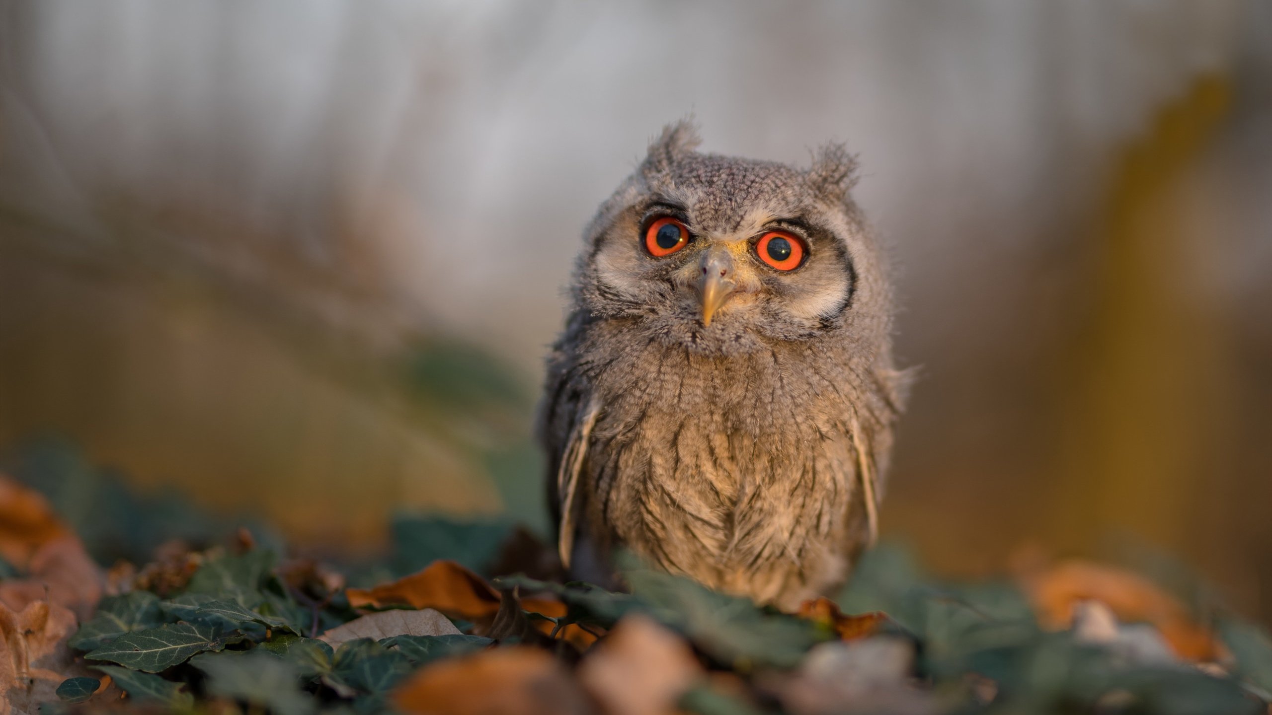 九游电脑版-梅西带领阿根廷稳步前行，冲刺世界杯