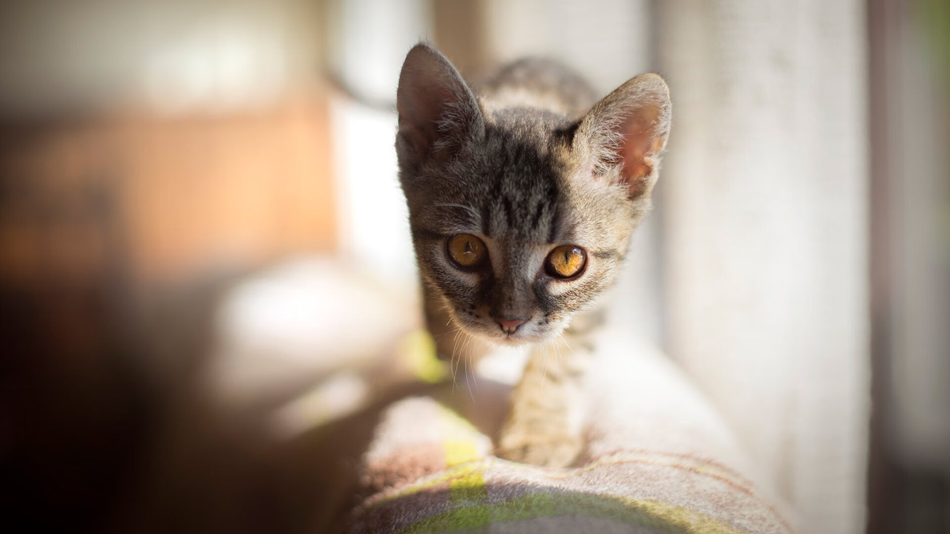 自由泳长距离摩纳哥耐力出众,200自由泳视频